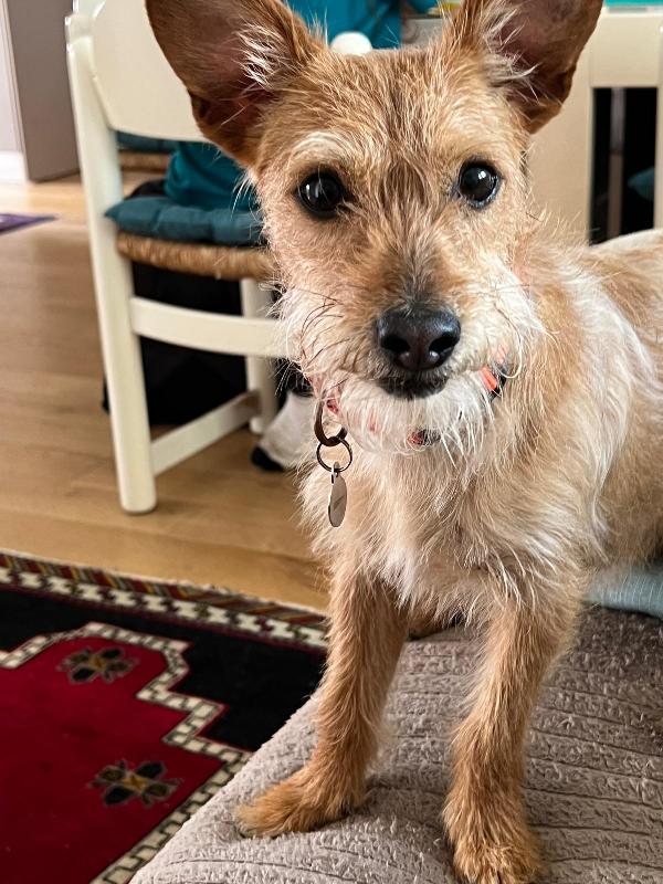 Chewbe cerca una nuova casa  Foto 3